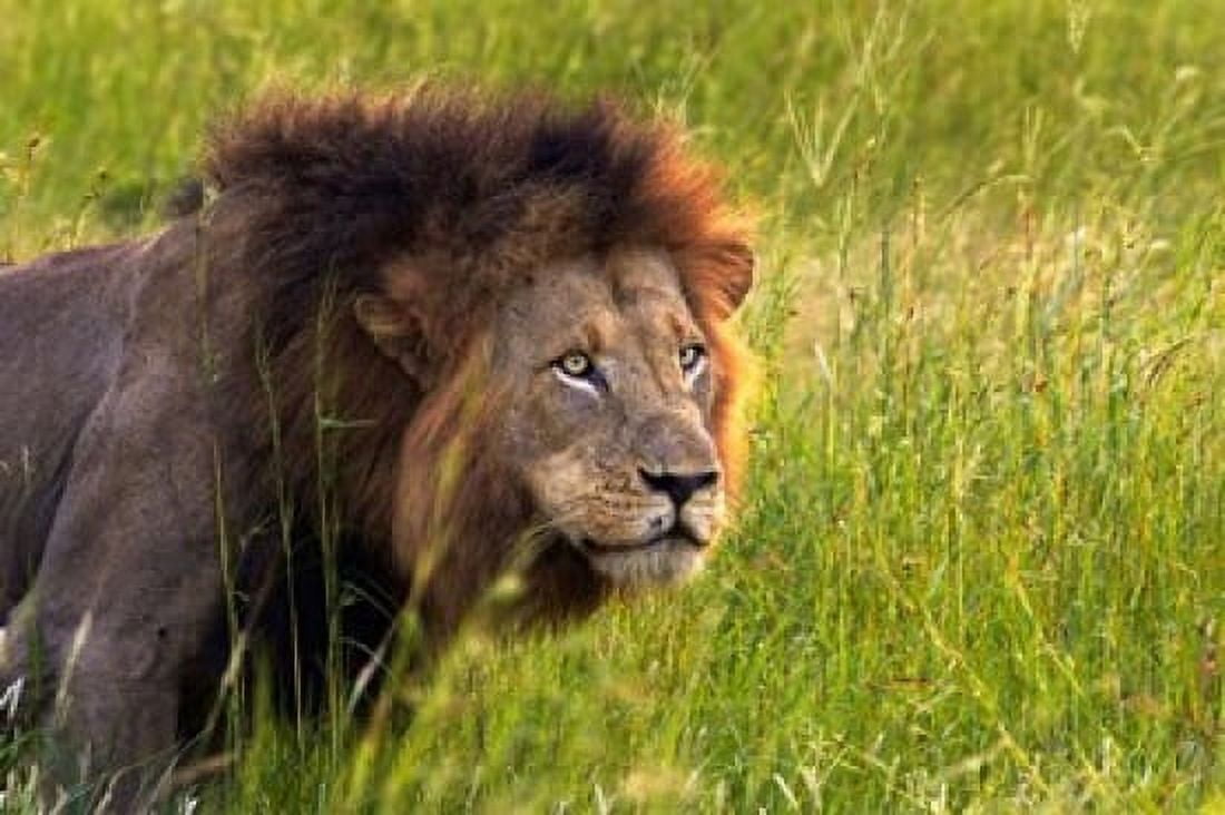 Male Lion South Africa Canvas Art - David Wall DanitaDelimont (35 x 24)