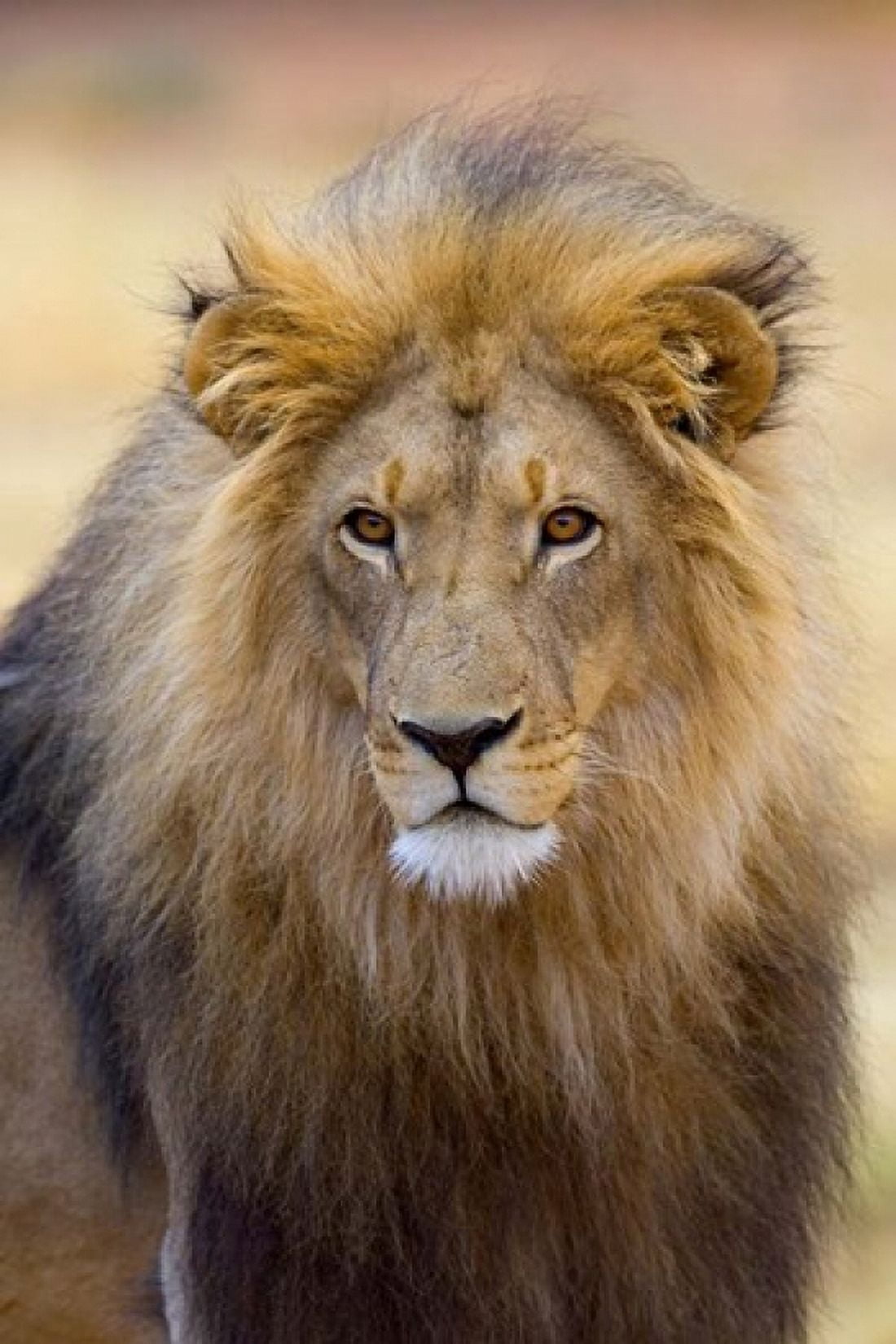 Male Lion at Africat Project Namibia Canvas Art - Joe Restuccia III DanitaDelimont (25 x 38)