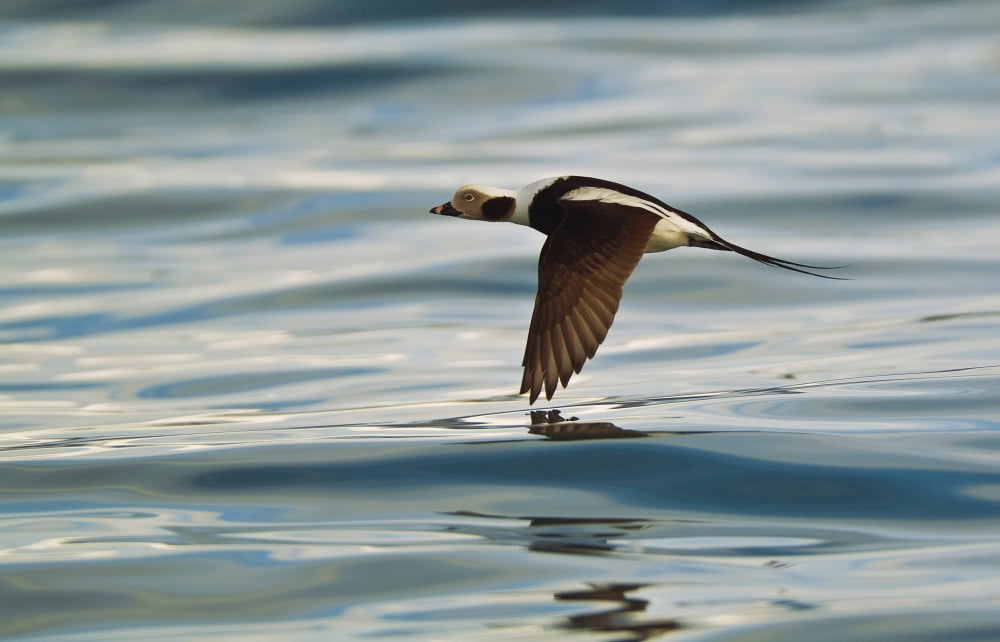 A Male Long-Tailed Duck In Winter Plumage In Flight Over Kachemak Bay Along The Homer Spit In Homer Kenai Peninsula Southcentral Alaska During Spring Canvas Art - Brian Guzzetti Design Pics (19 x 12)