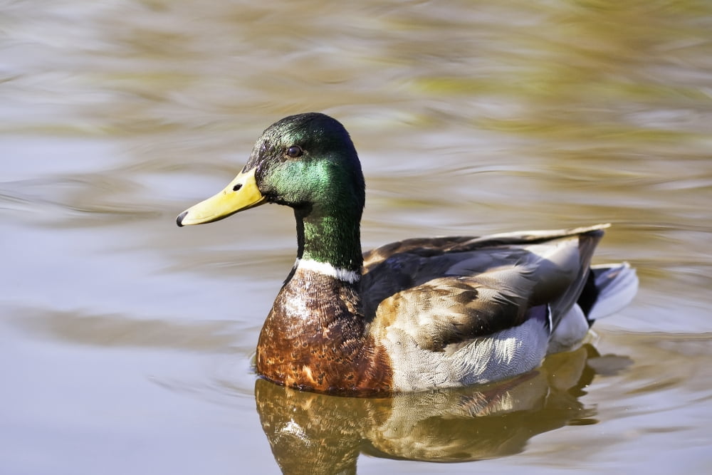 Male Mallard Duck In Water Assiniboine Park Winnipeg Manitoba Canvas Art - Ken Gillespie Design Pics (17 x 11)