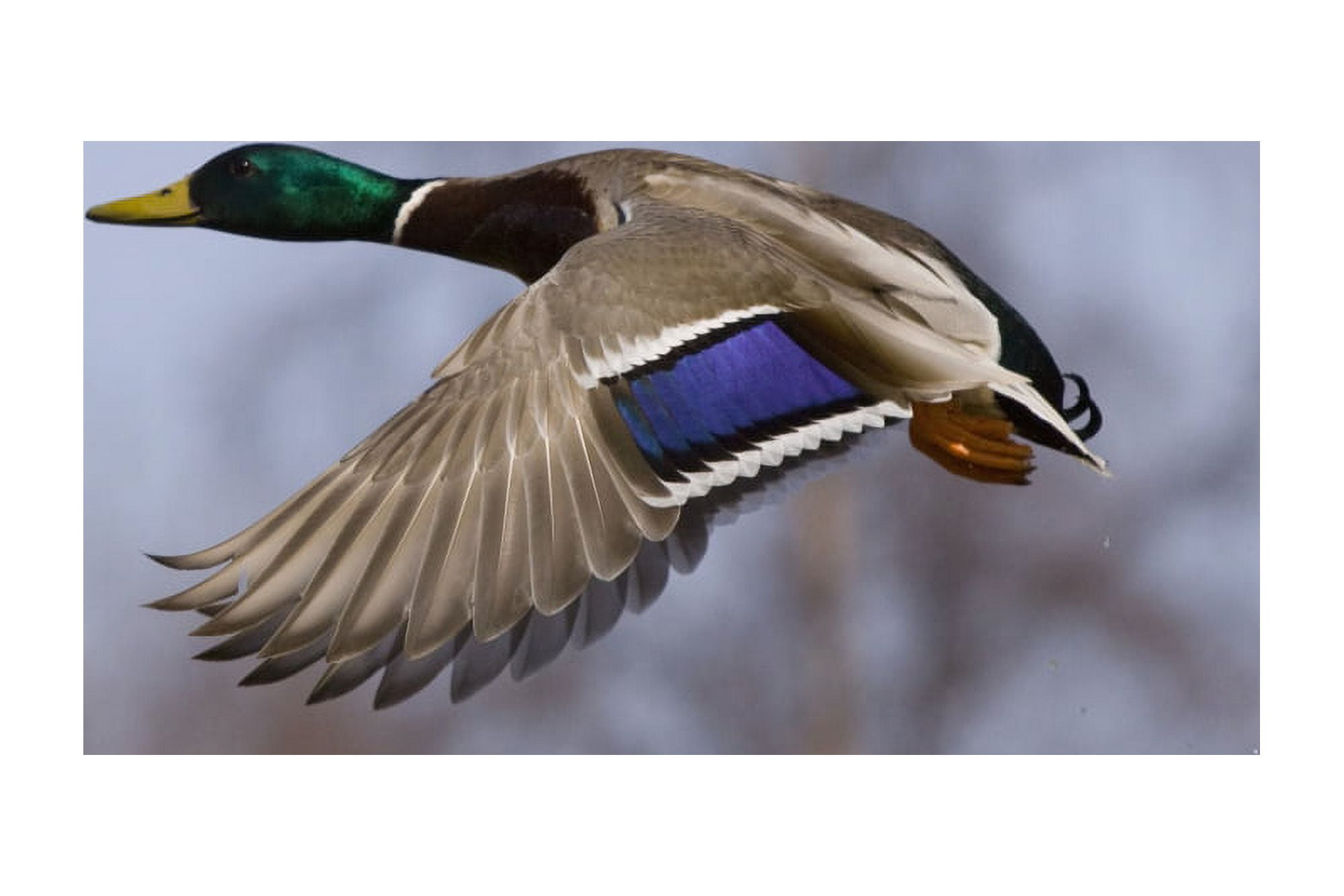 Male Mallard In Flight With Colorful Plummage Anchorage Southcentral Alaska Spring Canvas Art - Doug Lindstrand Design Pics (19 x 12)