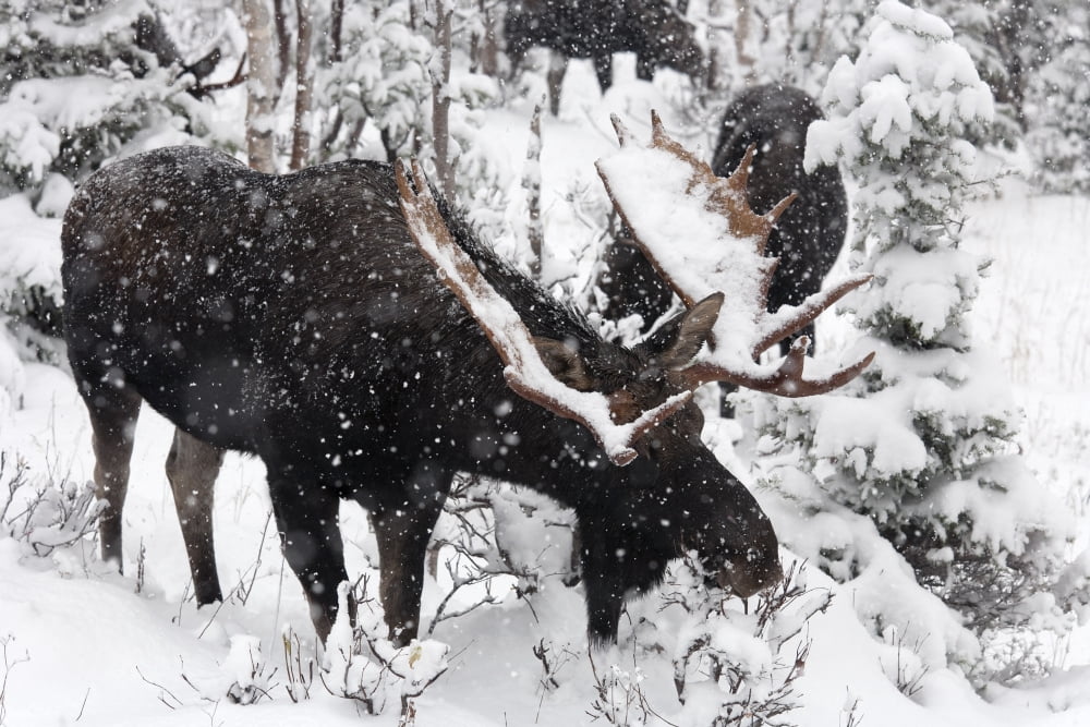 Male Moose Grazing In Snowy Forest Gaspesie National Park Quebec Canada Canvas Art - Philippe Henry Design Pics (17 x 11)
