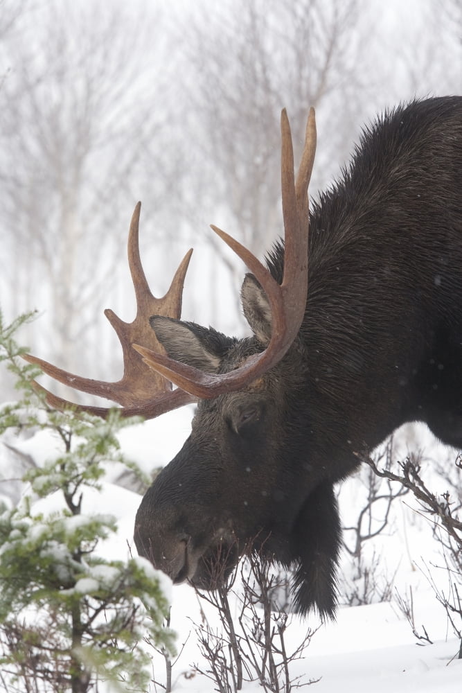 Male Moose Grazing In Winter Gaspesie National Park Quebec Canada Canvas Art - Philippe Henry Design Pics (11 x 17)