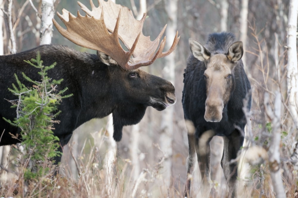 Male Moose Standing With Female During Rutting Season Gaspesie National Park Quebec Canada Canvas Art - Philippe Henry Design Pics (17 x 11)