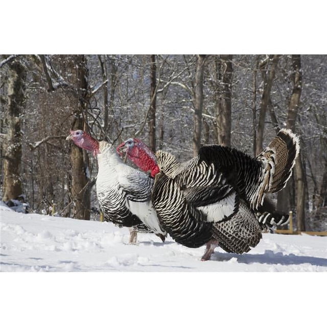 Male Narragansett Turkey & Male Royal Palm Turkey Gobbling & Displaying