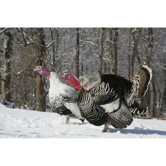 Male Narragansett Turkey and male Royal Palm Turkey gobbling and displaying free ranging in snow both rare legacy bree 3