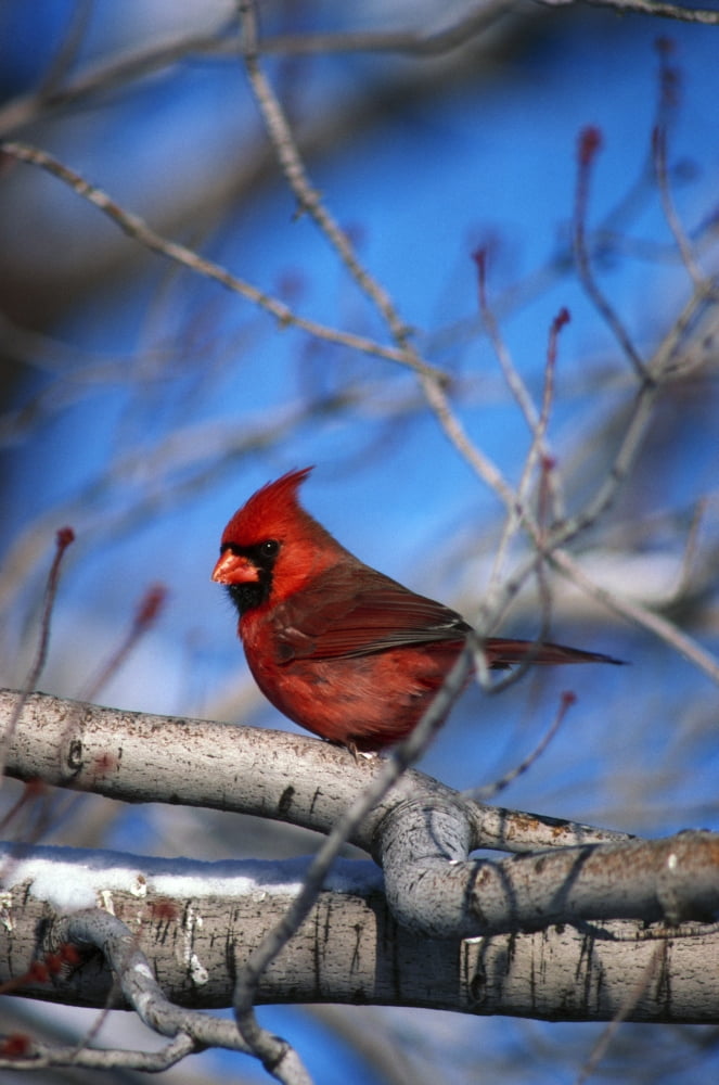 Male Northern Cardinal Bird Canvas Art - Natural Selection David Spier Design Pics (12 x 18)