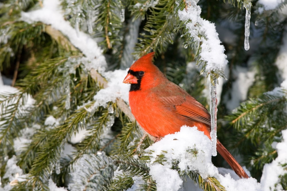Male Northern Cardinal (Cardinalis cardinalis) on Serbian Spruce (Picea omorika) plant in winter at Churchill Wildlife Management Area Churchill Manitoba Canada Canvas Art - Panoramic Images (18 x 24)
