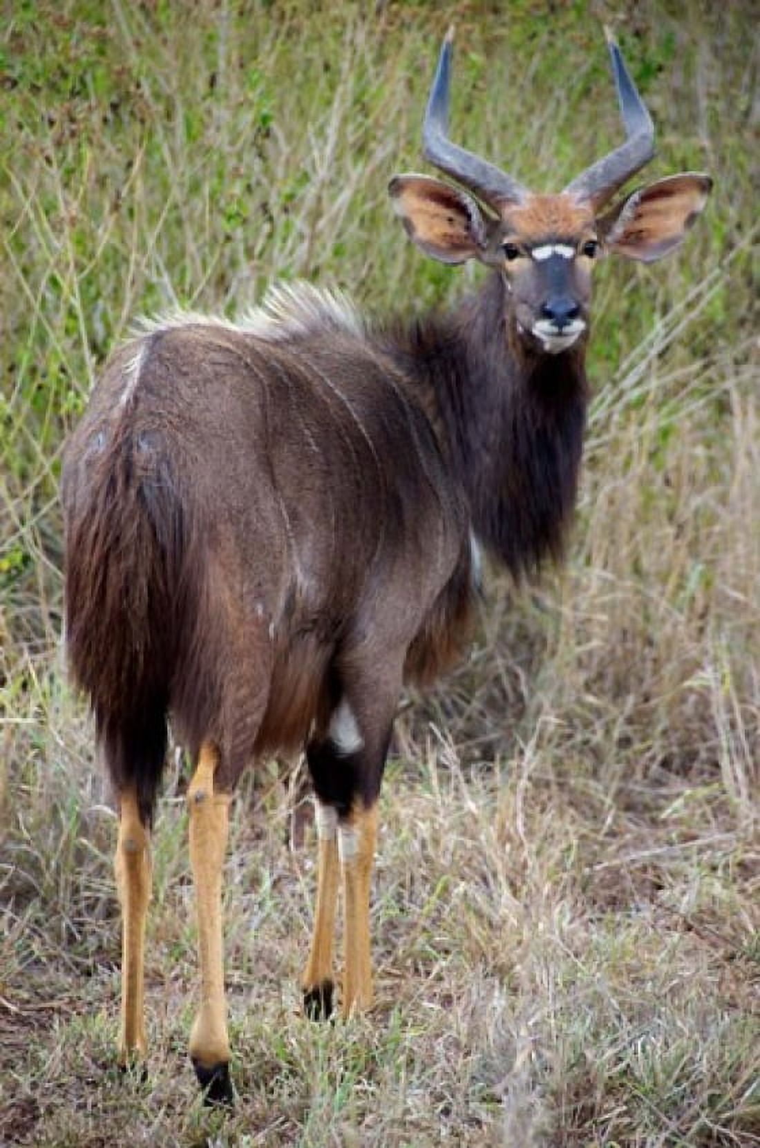 Male Nyala Zulu Nyala Game Reserve Kwazulu Natal South Africa Canvas Art - Lisa S Engelbrecht DanitaDelimont (24 x 36)