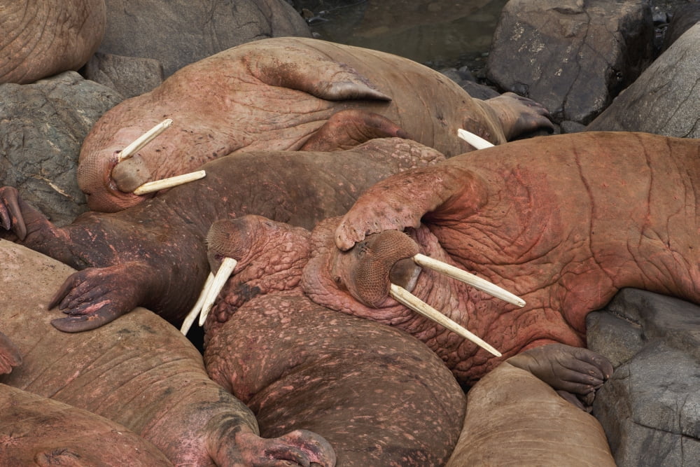 Male Pacific walrus (Odobenus rosmarus) hauled out on rocky shore Walrus Islands State Game Sanctuary Round Island Bristol Bay Western Alaska USA Canvas Art - Gary Schultz  Design Pics (38 x 24)