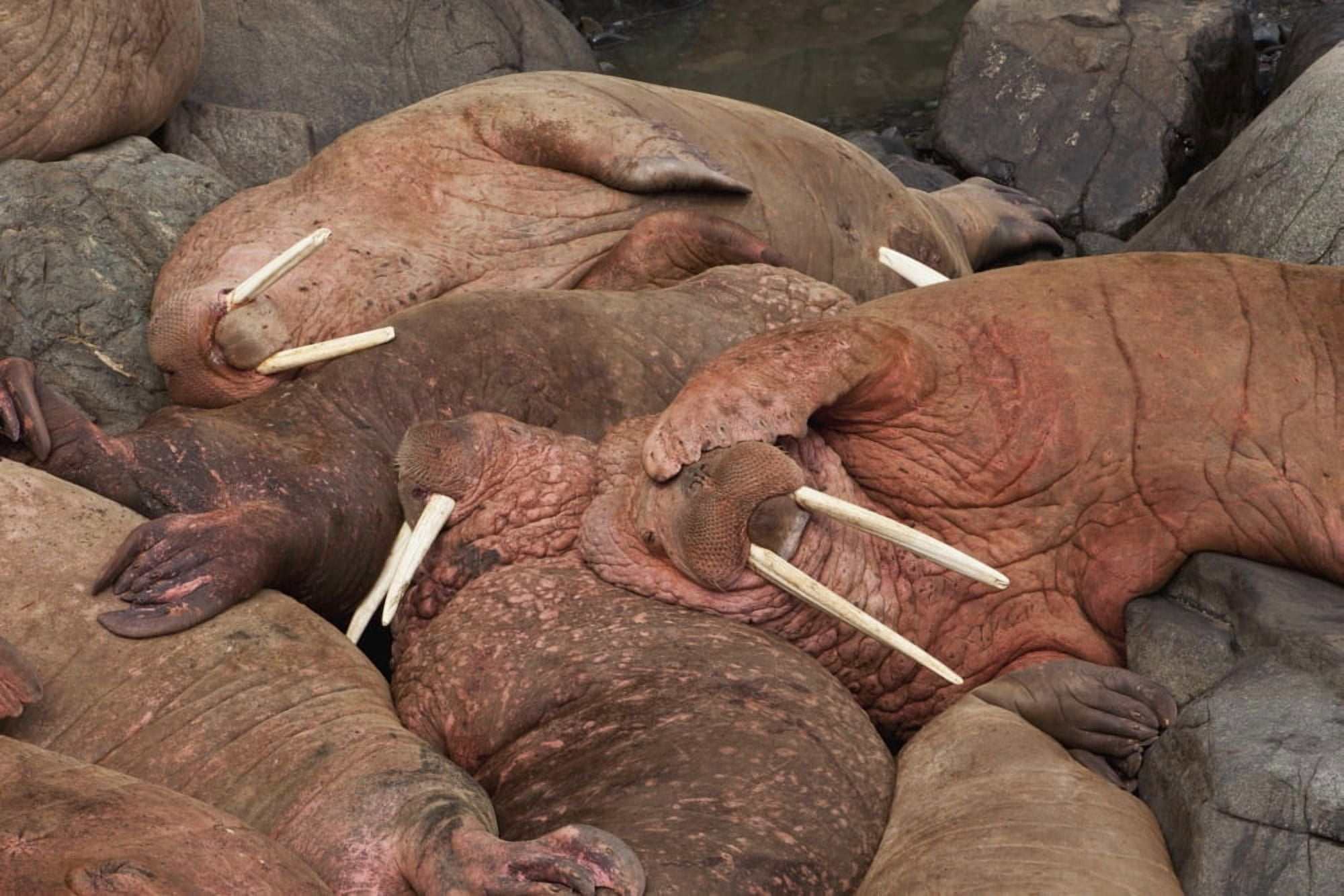 Male Pacific walrus (Odobenus rosmarus) hauled out on rocky shore Walrus Islands State Game Sanctuary Round Island Bristol Bay Western Alaska USA Canvas Art - Gary Schultz Design Pics (19 x 12)