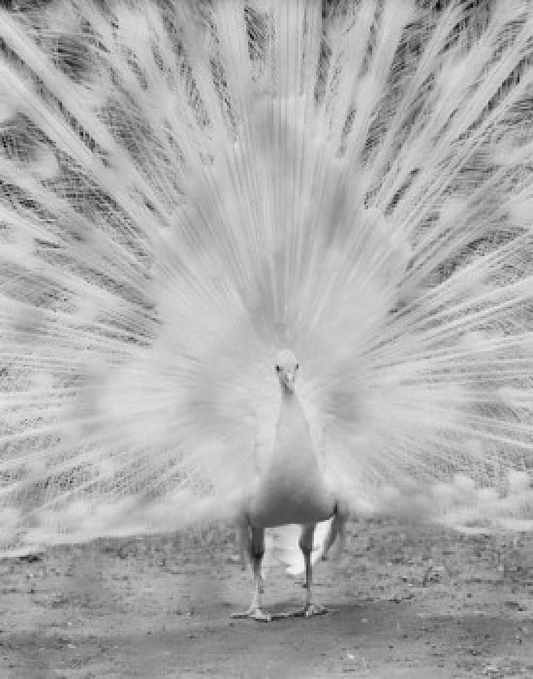 Male Peacock Canvas Art -  (24 x 36)