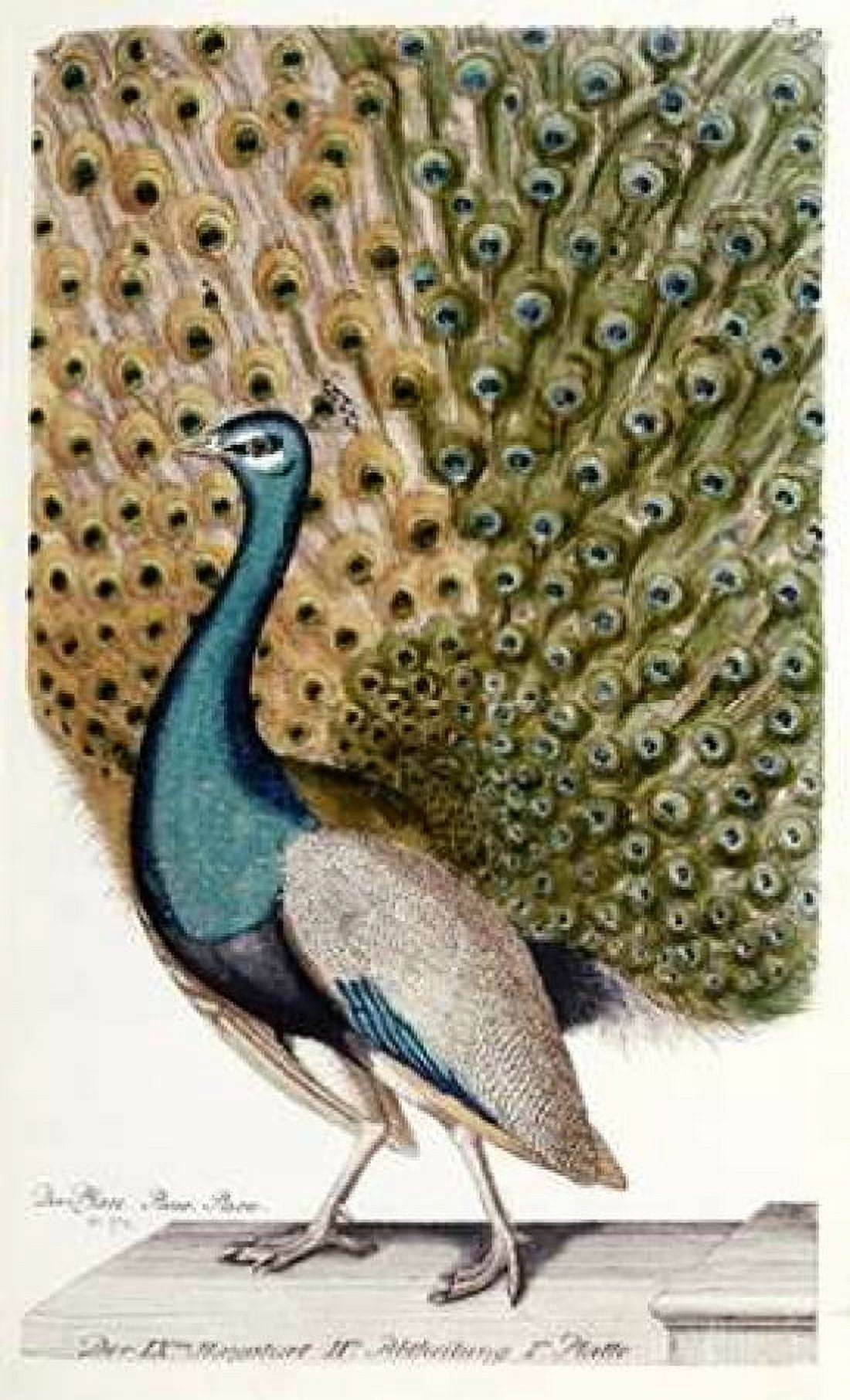 Male Peacock In Full Display Canvas Art - Johann Leonhard (12 x 18)