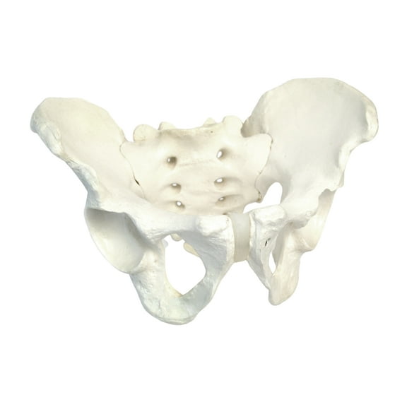 Male Pelvis Model, Human - Life Size, 3D Rendering for Anatomical Study - Medical Quality - Eisco Labs