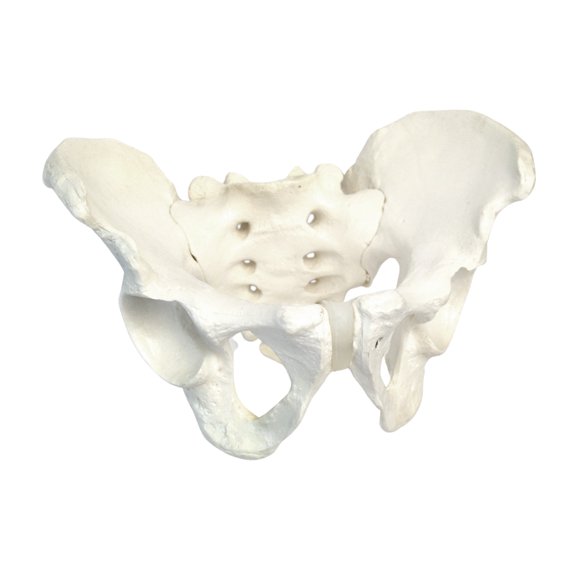Male Pelvic Skeleton Anatomical Model, Medical Quality, Life Sized (11" x 9" x 5" approx.)