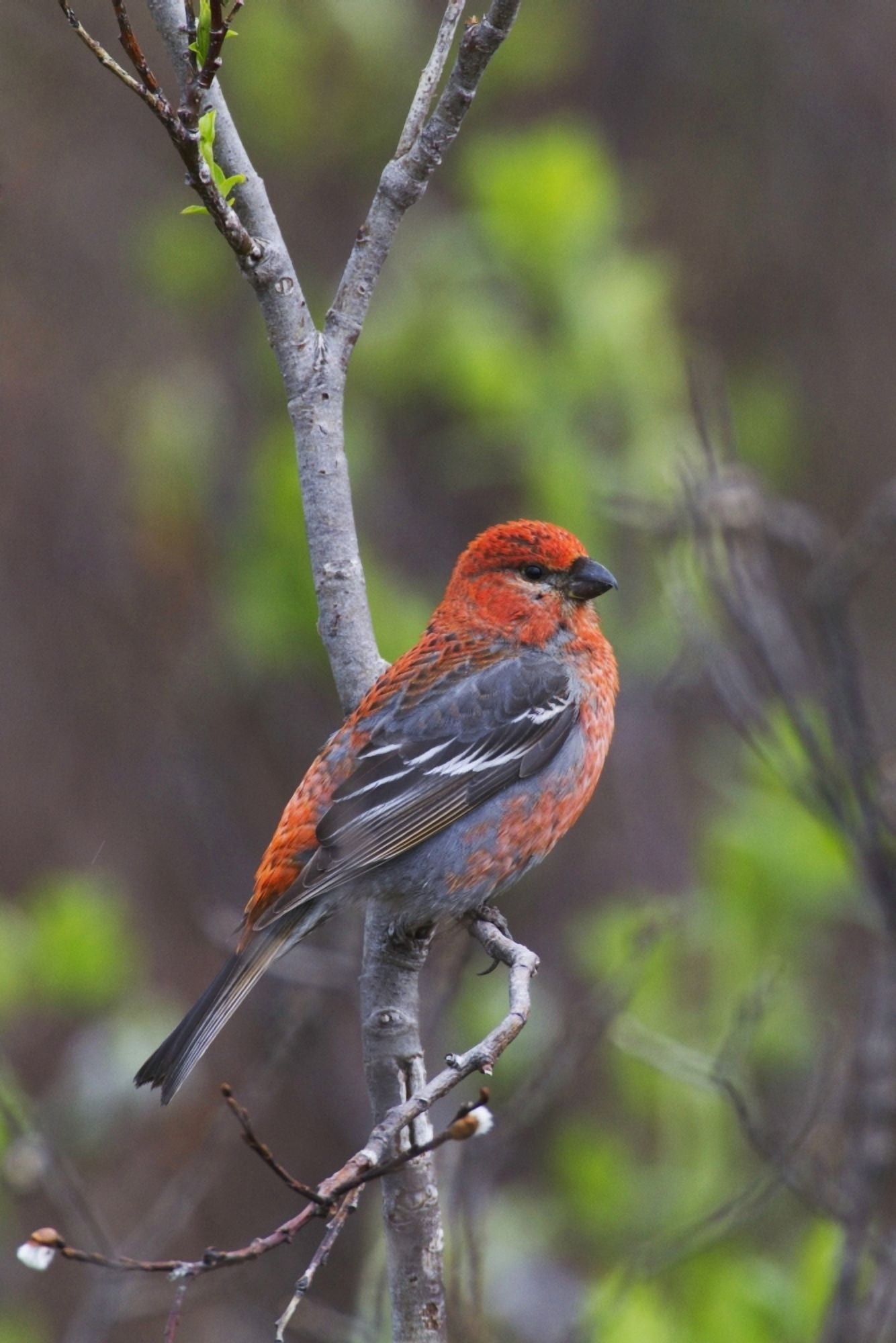 Male Pine Grosbeak Perched On Willow Branch Copper River Delta Near Cordova Southcentral Alaska Spring Canvas Art - Milo Burcham Design Pics (24 x 38)