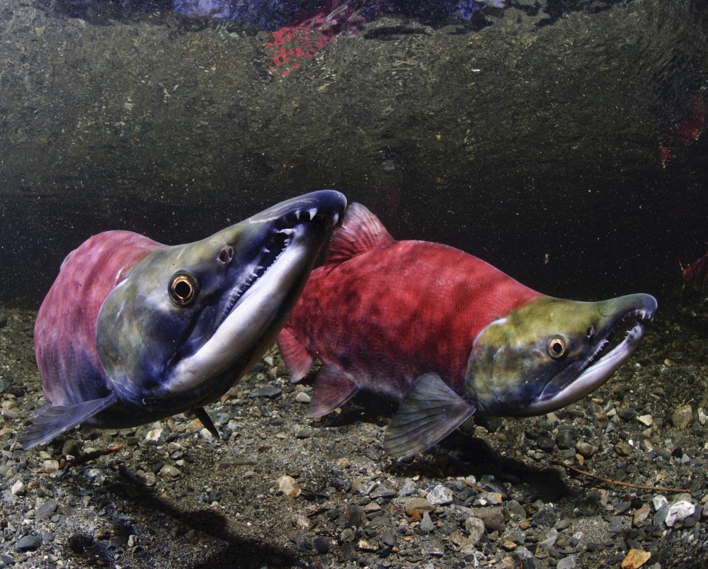 Male Pink Salmon Displays Raised Head In Dominance Over Other Salmon Power Creek Copper River Delta Prince William Sound Southcentral Alaska Canvas Art - Thomas Kline Design Pics (17 x 13)