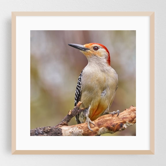 Male Red Bellied woodpecker - Photography Bird Wildlife Nature Animal Woodland Scenic Oak Framed Wall Art Print 8 x 8 inches