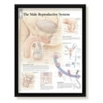 thumbnail image 1 of Male Reproductive System Framed Medical Educational Informational Poster Diagram Doctors Office School Classroom 22x28 Inches, 1 of 2