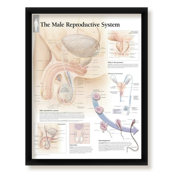 Male Reproductive System Framed Medical Educational Informational Poster Diagram Doctors Office School Classroom 22x28 Inches