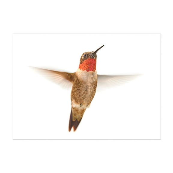 Male Ruby-Throated Hummingbird - Photography Bird Wildlife Nature Animal Minimalist Insect Unframed Wall Art Print 40 x 60 inches