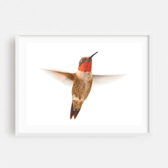 Male Ruby-Throated Hummingbird - Photography Bird Wildlife Nature Animal Minimalist Insect White Framed Wall Art Print 20 x 30 inches