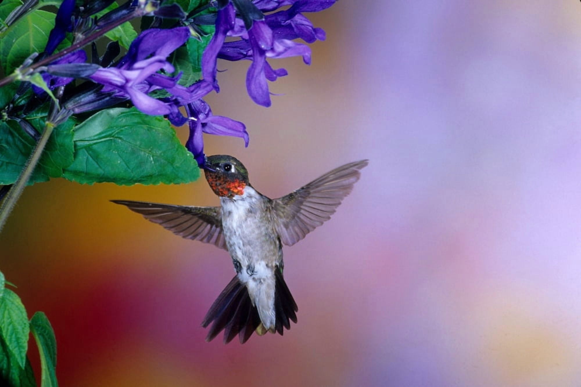 Male Ruby-throated Hummingbird (Archilochus colubris) on Black and Blue Salvia (Salvia guaranitica Black & Blue) plant Illinois USA Canvas Art - Panoramic Images (24 x 36)