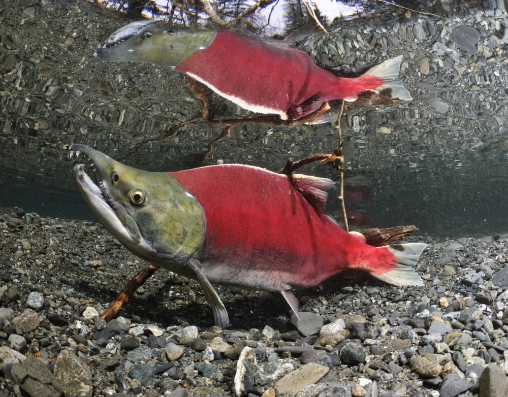 Male Sockeye Salmon On Spawning Grounds Power Creek Copper River Delta Prince William Sound Southcentral Alaska Canvas Art - Thomas Kline Design Pics (17 x 13)