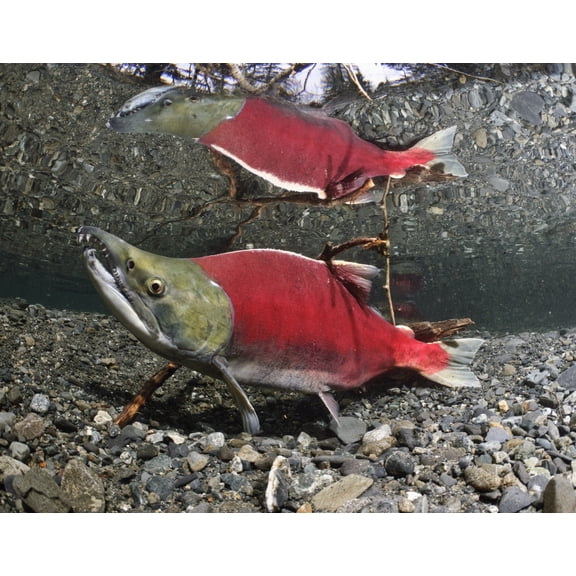 Male Sockeye Salmon On Spawning Grounds Power Creek Copper River Delta Prince William Sound Southcentral Alaska Canvas Art - Thomas Kline Design Pics (17 x 13)