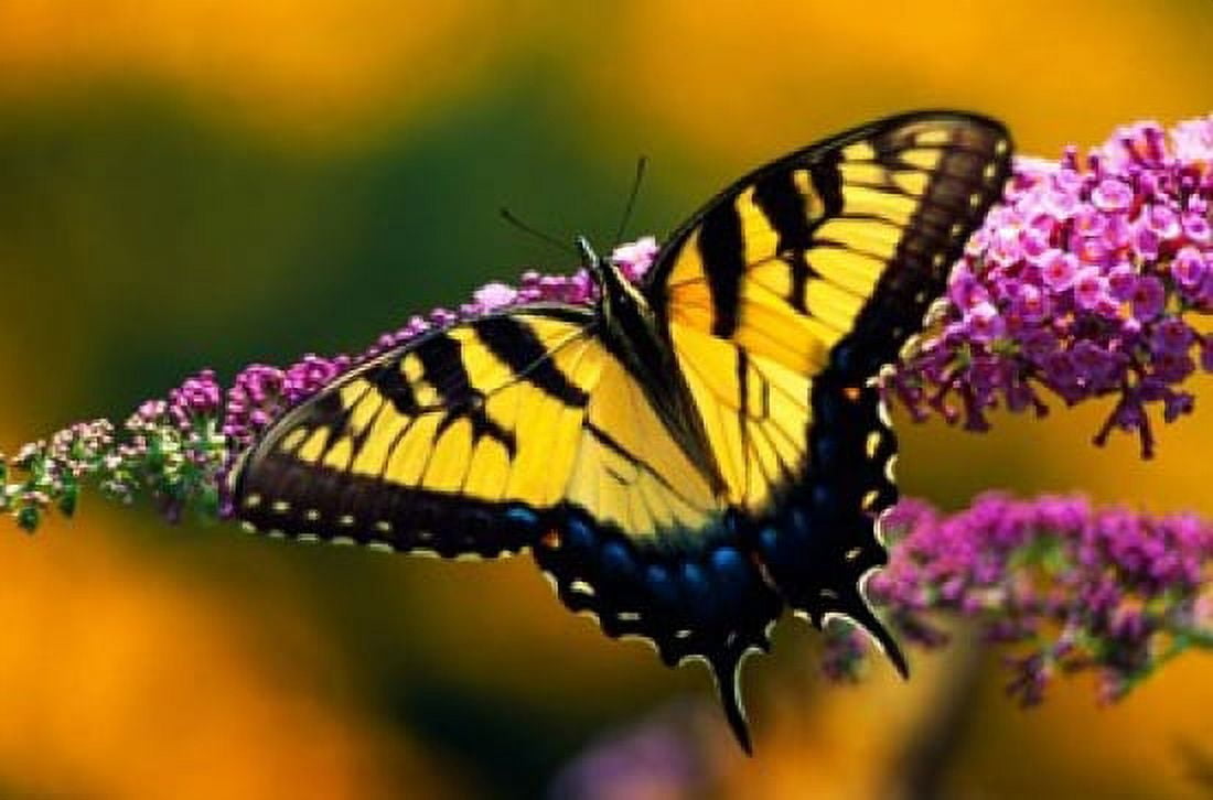 Male Tiger Swallowtail Butterfly Canvas Art - Panoramic Images (19 x 12)