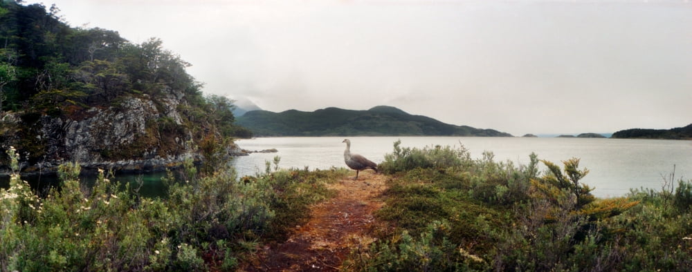 Male Upland goose or Magellan goose in Tierra del Fuego National Park Ushuaia Tierra del Fuego Province Patagonia Argentina Canvas Art - Panoramic Images (12 x 30)