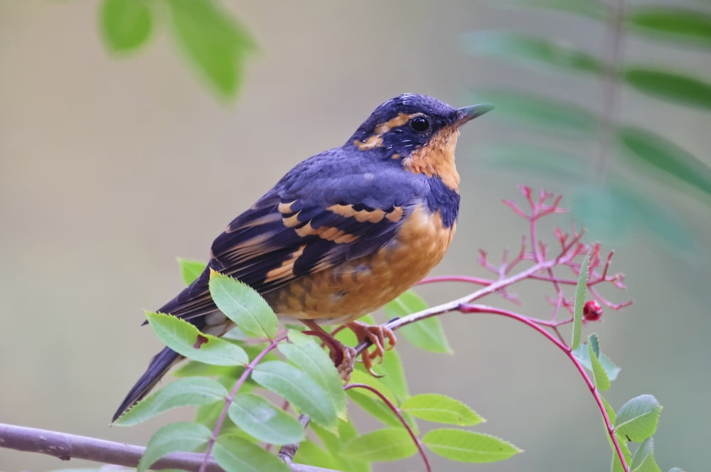 Male Varied Thrush (Ixoreus Naevius) Perched On Mountain Ash Branch Fairbanks Alaska Fall Canvas Art - Kenneth Whitten  Design Pics (38 x 24)