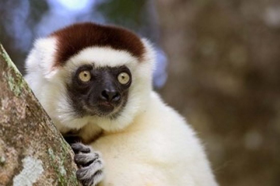 Male Verreauxs Sifaka at the Nahampoana Reserve Canvas Art - Tananarive Aubert DanitaDelimont (17 x 11)