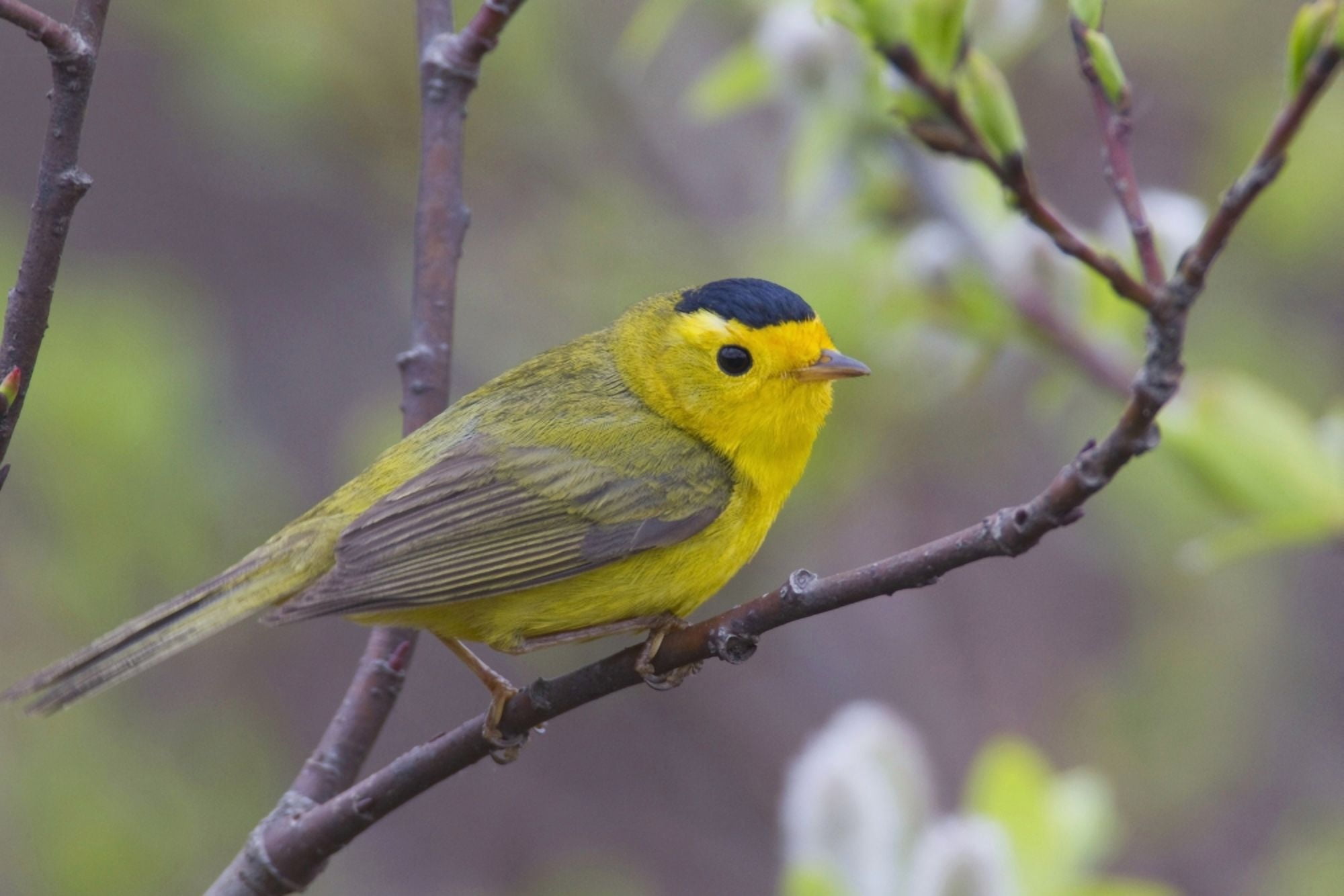 A Male Wilsons Warbler Perched In A Willow Copper River Delta Near Cordova Southcentral Alaska Spring Canvas Art - Milo Burcham Design Pics (19 x 12)