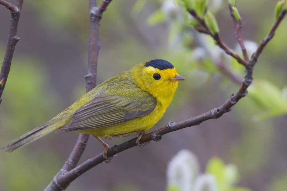 A Male Wilsons Warbler Perched In A Willow Copper River Delta Near Cordova Southcentral Alaska Spring Canvas Art - Milo Burcham Design Pics (38 x 24)