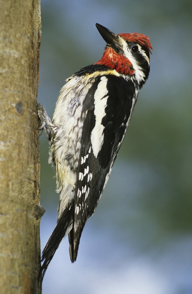 Male Yellow-Bellied Sapsucker Canvas Art - Darwin Wiggett Design Pics (11 x 17)