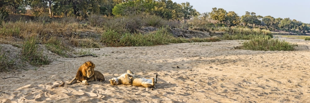 Male and female lions (Panthera leo) on dry riverbed Mala Mala Game Reserve South Africa Canvas Art - Panoramic Images (36 x 12)
