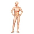 thumbnail image 1 of Male body standing, with full digestive system superimposed Poster Print by Leonello Calvetti/Stocktrek Images (22 x 34), 1 of 1