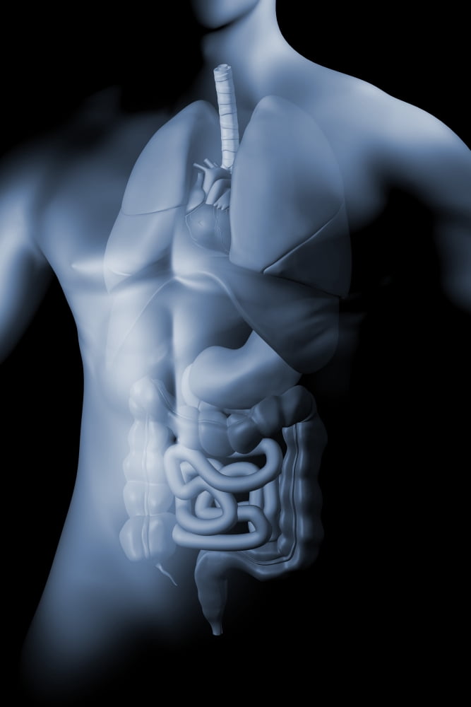 Male body with internal organs Canvas Art - Stocktrek Images (12 x 18)