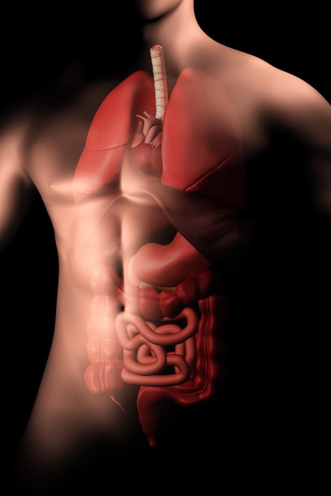 Male body with internal organs Canvas Art - Stocktrek Images (24 x 35)
