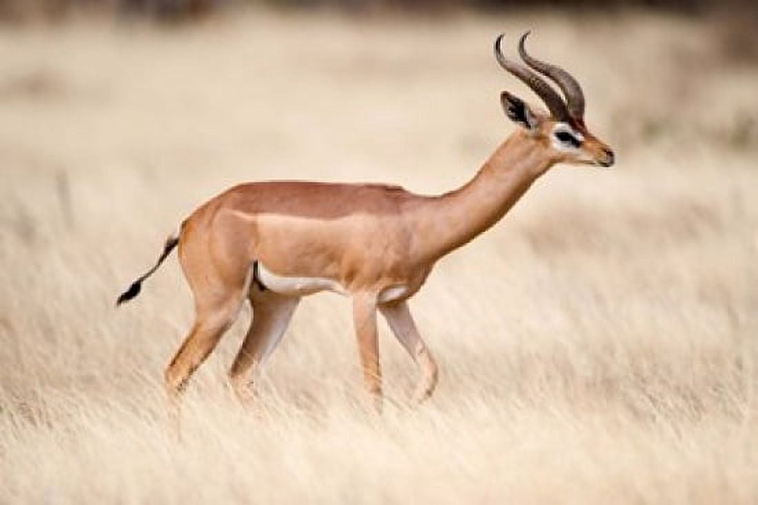 Male gerenuk (Litocranius walleri) standing in field Samburu National Park Rift Valley Province Kenya Canvas Art - Panoramic Images (36 x 24)