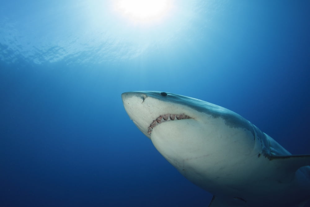 Male great white shark Guadalupe Island Mexico Canvas Art - Todd WinnerStocktrek Images (18 x 12)