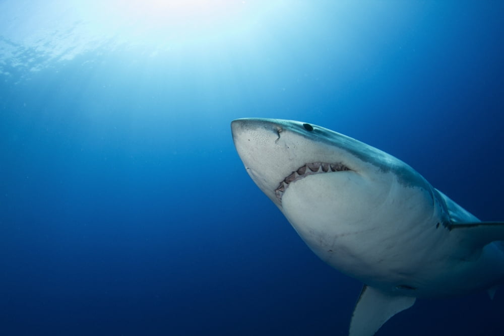 Male great white shark Guadalupe Island Mexico Canvas Art - Todd WinnerStocktrek Images (18 x 12)