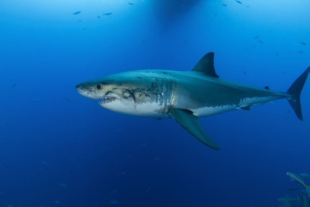 Male great white shark Guadalupe Island Mexico Canvas Art - Todd WinnerStocktrek Images (18 x 12)
