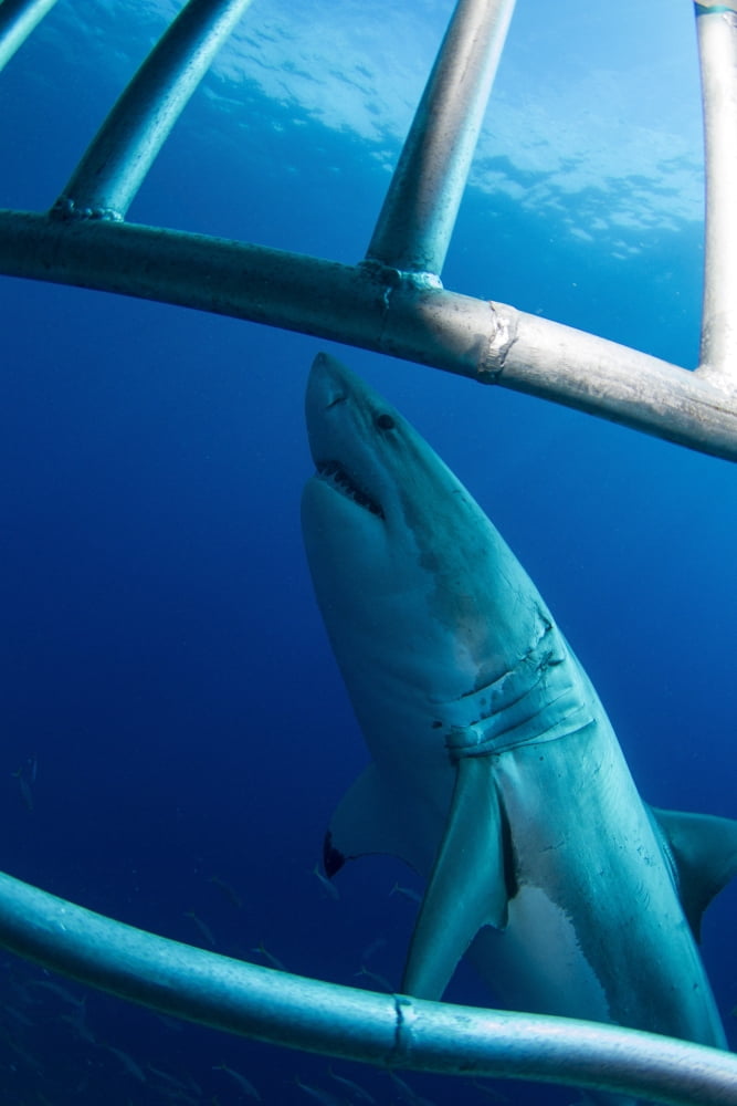 Male great white shark Guadalupe Island Mexico Canvas Art - Todd WinnerStocktrek Images (23 x 35)