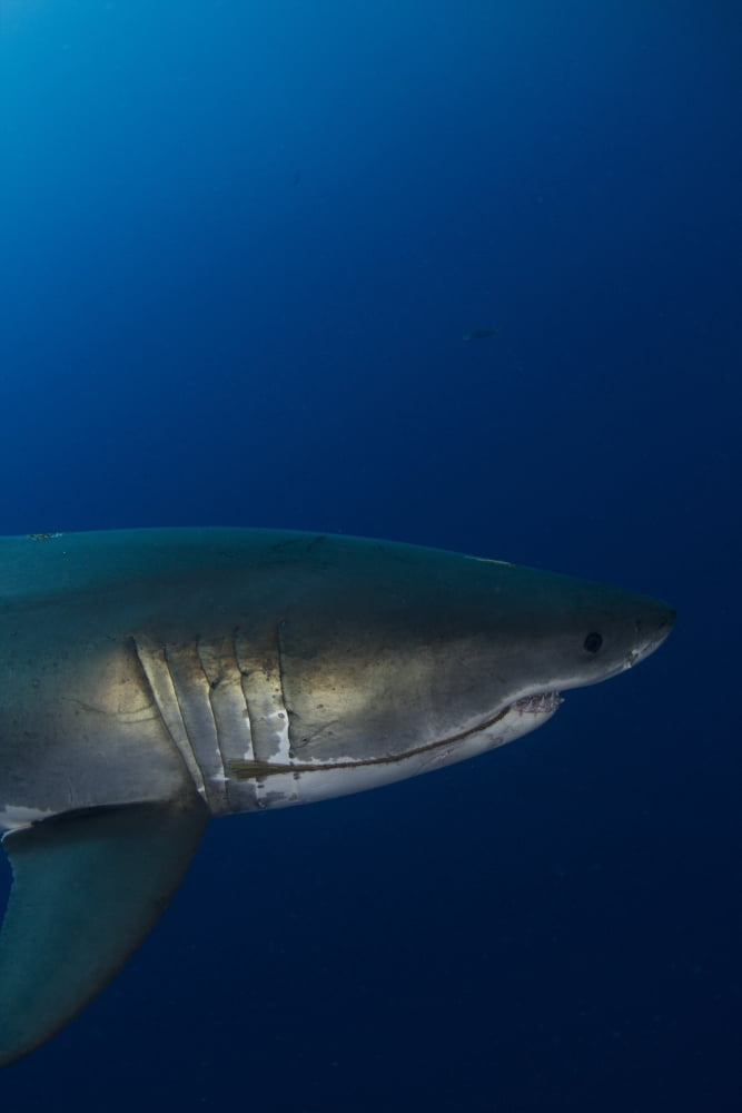 Male great white shark Guadalupe Island Mexico Canvas Art - Todd WinnerStocktrek Images (23 x 35)