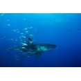 thumbnail image 1 of Male great white shark and bait fish, Guadalupe Island, Mexico Poster Print by Todd Winner/Stocktrek Images (17 x 11), 1 of 1