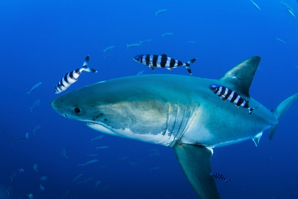 Male great white shark and pilot fish Guadalupe Island Mexico Canvas Art - Todd WinnerStocktrek Images (34 x 23)