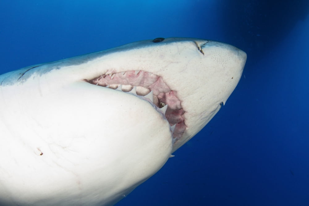 Male great white shark showing teeth Guadalupe Island Mexico Canvas Art - Todd WinnerStocktrek Images (34 x 23)
