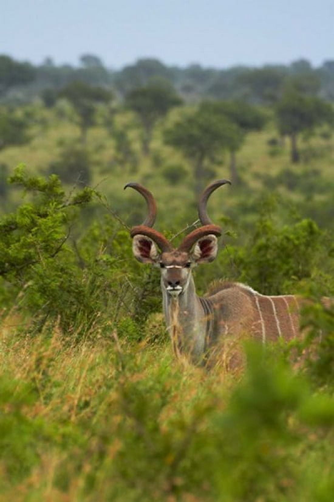 Male greater kudu Kruger National Park South Africa Canvas Art - David Wall DanitaDelimont (24 x 35)